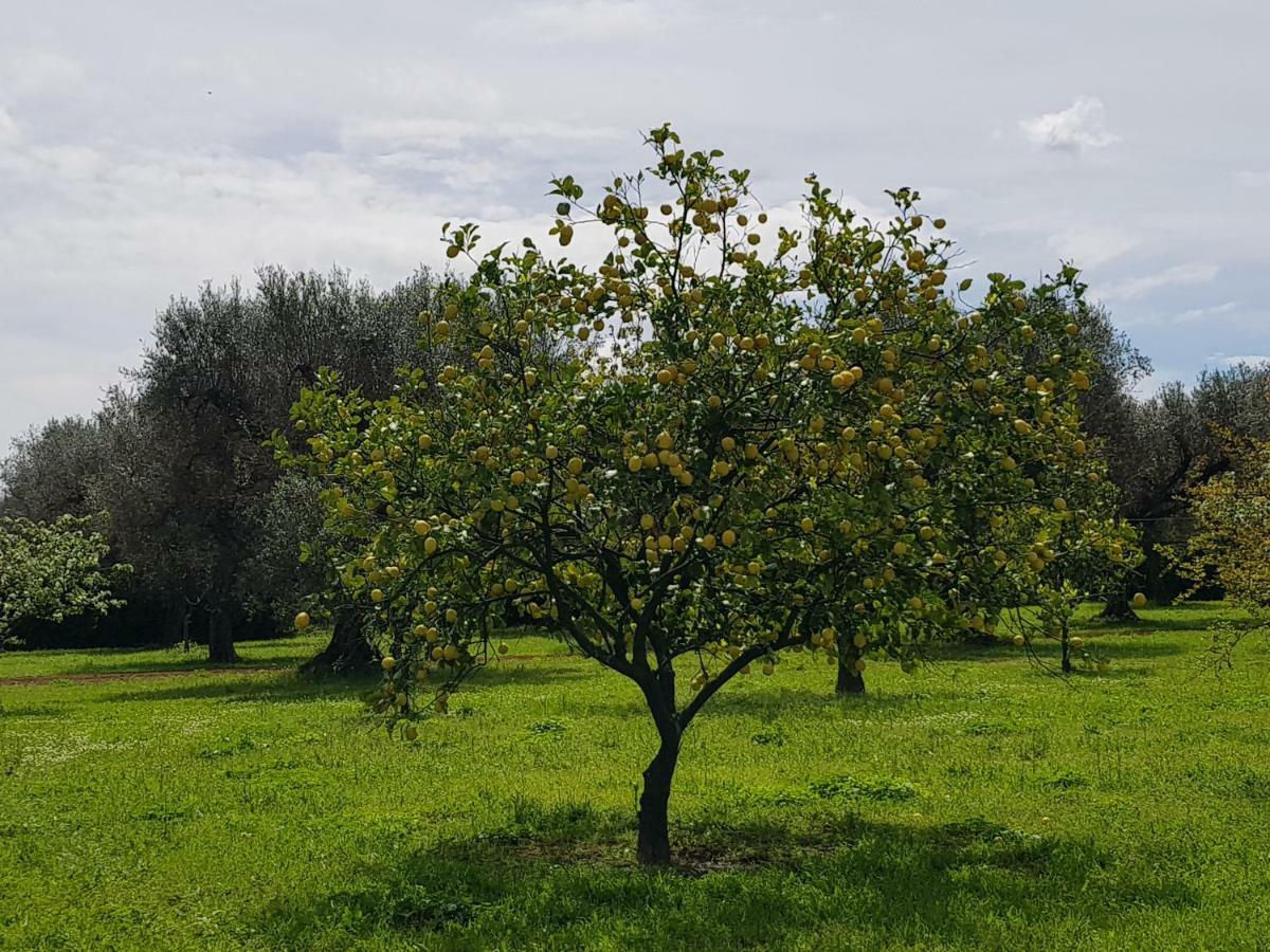 Masseria Pisciani Torchiarolo Exteriér fotografie